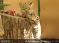 Persian leopard1503.jpg