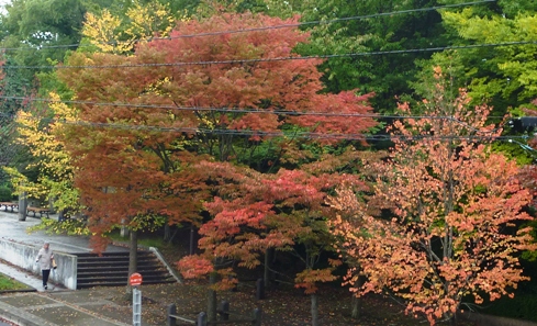 貝ヶ森中央公園の紅葉の始まりa