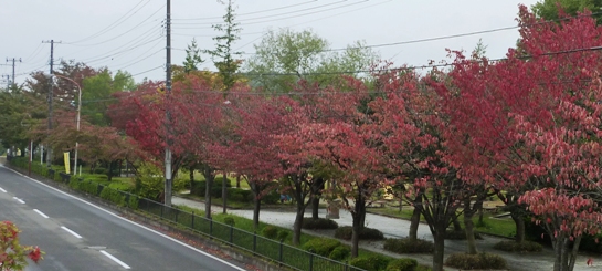 桜並木の紅葉