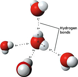 水分子間の水素結合のモデル