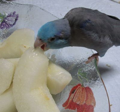 アオは梨大好き