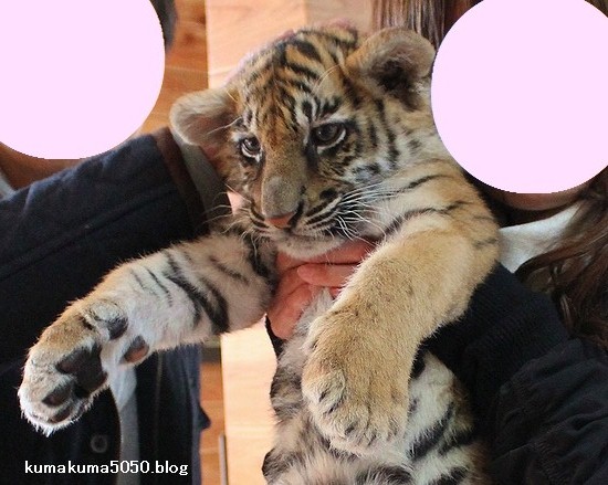 生後２ヵ月半の赤ちゃんトラの抱っこ記念撮影会 しろとり動物園