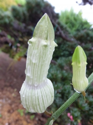 セロペギア・アンブリアータ（Ceropegia ampliata)まだ咲いていない面白い蕾～♪2015.08.30