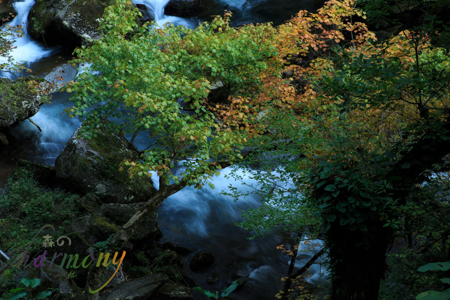 奈曽の白滝IMG_4273